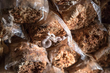 oyster mushroom color brown of mushroom cultivation, mushrooms growing In a farmの写真素材