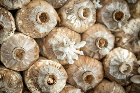 mushrooms growing In a farm, cultivate mushrooms