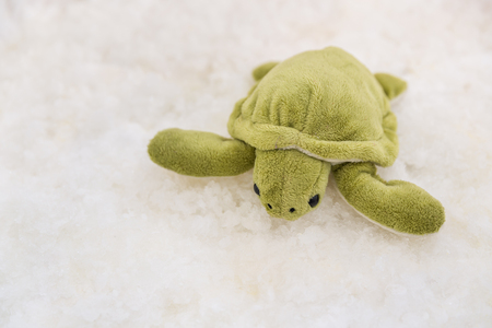 turtle in the snow background, turtle in the snowの写真素材
