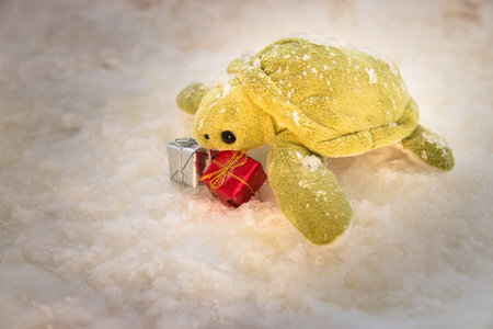 Image of turtle in snow on a sunny day, turtle with christmas gift box in snow on a sunny day