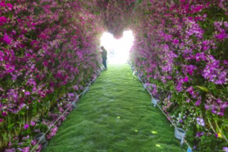 blurred image : beautiful flower heart way in garden ,floral arch in heart shape decoration - Valentine conceptの写真素材