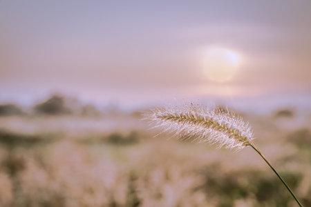 grass flower with morning sunlight, vintage field at sunrise,poaceae grass flower with sunlight-selective focusの写真素材