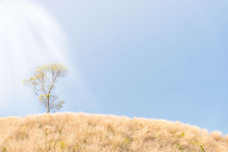 A single tree in a field of grass against a blue sky,blue sky mountains and tree-landscapeの写真素材