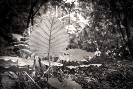 Lotus leaf : black and white