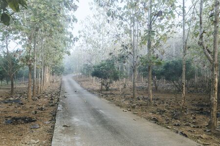 the road through the forest, Autumn - vintage styleの写真素材