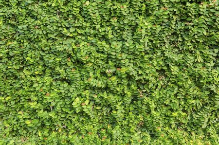 Pattern of green leafsの写真素材