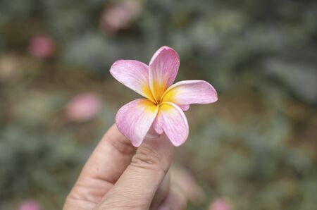 plumeria flower in handの写真素材