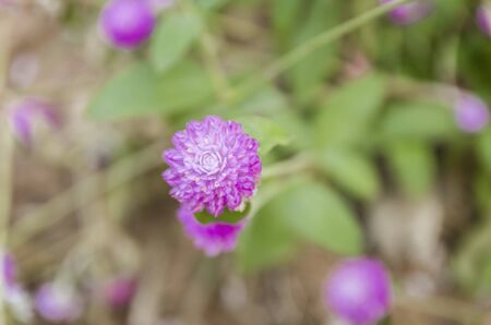 clover flower - selective focusの写真素材