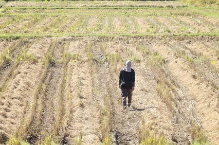 Young farmer working at rice field in Thailand - agricultureの写真素材