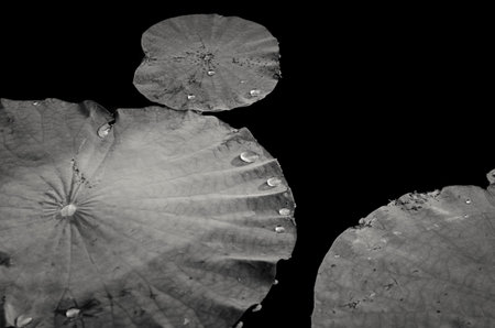 leaves of water lily on the lake - black and whiteの写真素材