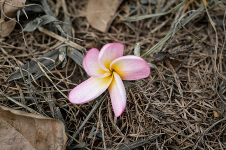 Plumeria flowers drop on groundの写真素材