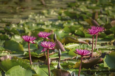 Red lotus and leaf on the water in the pondの写真素材