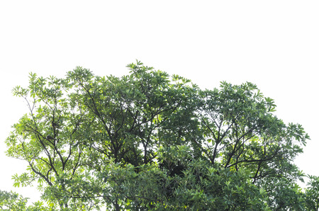 green leave on white backgroundの写真素材