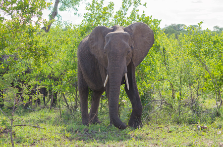 African bush elephant in the wildの写真素材