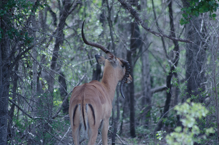 Common male impala with broken horn in the wild surrounded by treesの写真素材