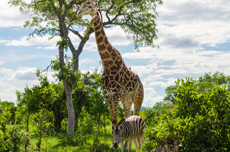 Giraffe and Zebra in the wild surrounded by green plants and treesの写真素材