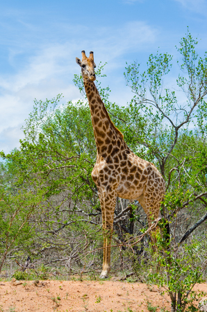 Vertical shot of giraffe in the wild standing close to treesの写真素材