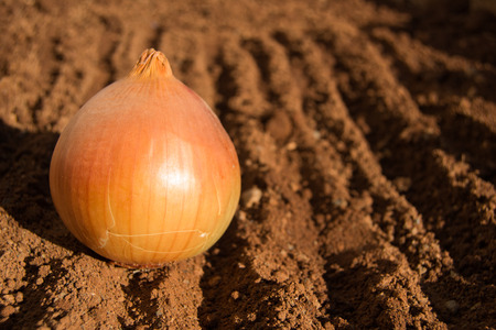 Single unpeeled onion on brown soil on a sunny dayの写真素材