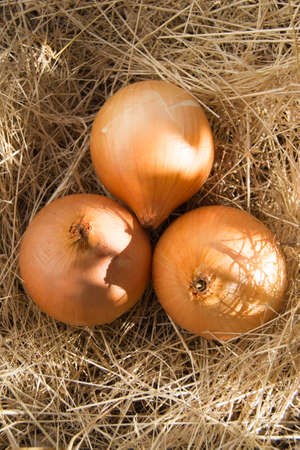 Vertical shot of golden onions on dead grass early in the morningの写真素材