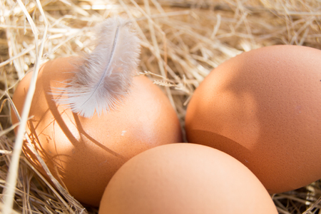 Fresh chicken eggs on grass with featherの写真素材