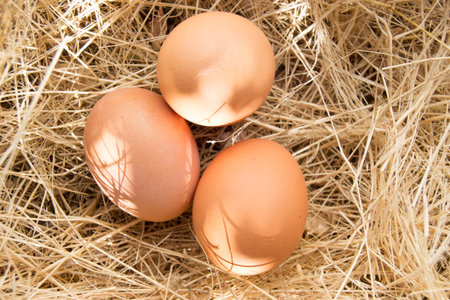 Group of chicken eggs on dead grass