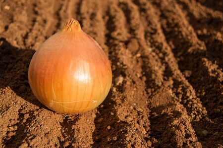 Unpeeled onion on brown soil with copyspace on a sunny morningの写真素材