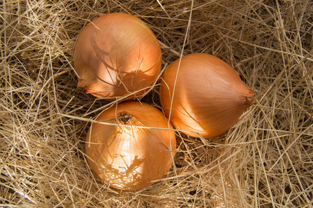 Raw onions on dead grass with sunlight shining through shadowsの写真素材