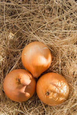 Vertical shot with copyspace of raw golden onions on dead grassの写真素材