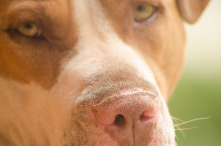 Close-up of a calm brown and white pitbull dog's faceの写真素材