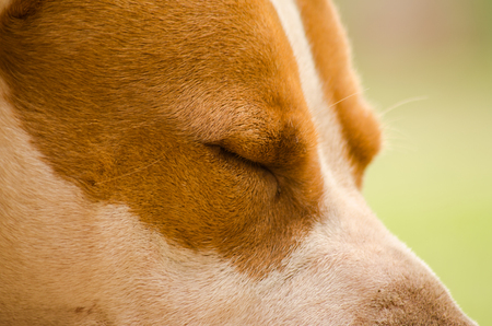 Close-up of a brown and white pitbull terrier sleeping on a sunny dayの写真素材
