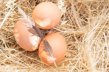 Group of chicken eggs on dead grass with feather on topの写真素材