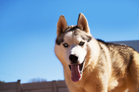 Husky dog outside on a sunny day playing and out of breath with an open mouth and tongue hanging out with blue sky background and wallの写真素材