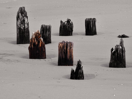 Wooden poles at the Dutch beachの写真素材