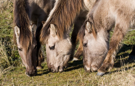 Konik horses grazing