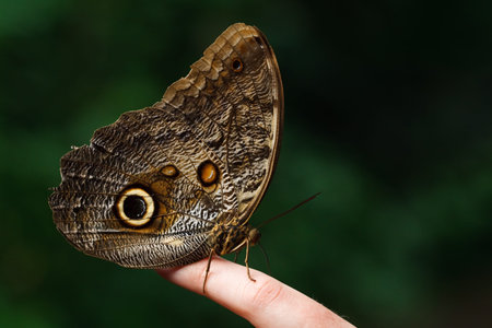 A huge butterfly landed on a fingerの写真素材