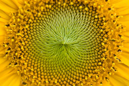 Close-up of sunflowerの写真素材
