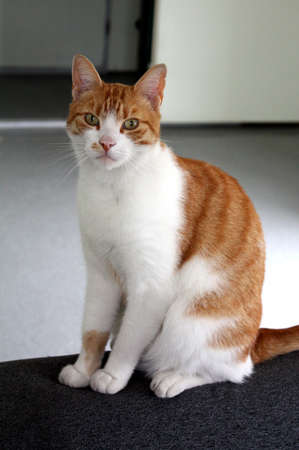 Red white catposing for the photographerの写真素材