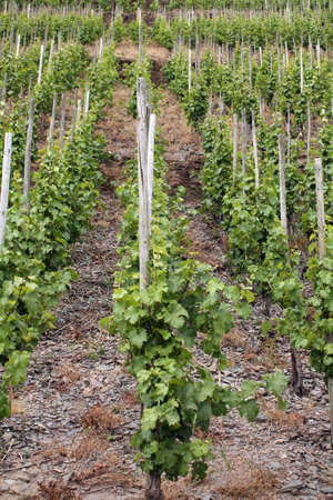 Wine field in the Mosel area, Germanyの写真素材