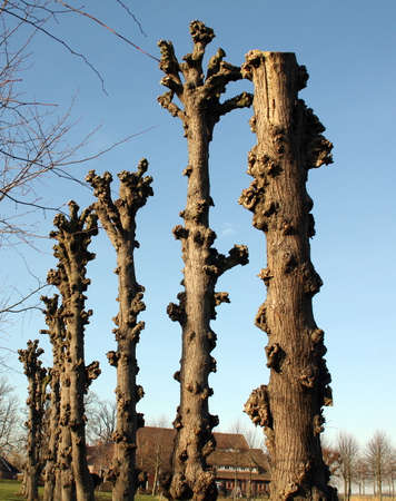 Pruned linden trees on the estate of the Borg Ewsum in Loppersum. Netherlandsの写真素材