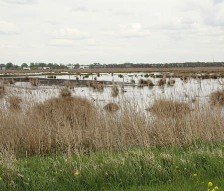 Nature reserve "De Onlanden" near the city of Groningen. the Netherlandsの写真素材