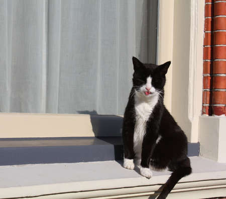 Cat enjoys the sun on the windowsillの写真素材