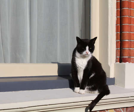 Cat enjoys the sun on the windowsillの写真素材