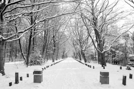 Snow in the city park or the city of Groningen. the Netherlandsの写真素材