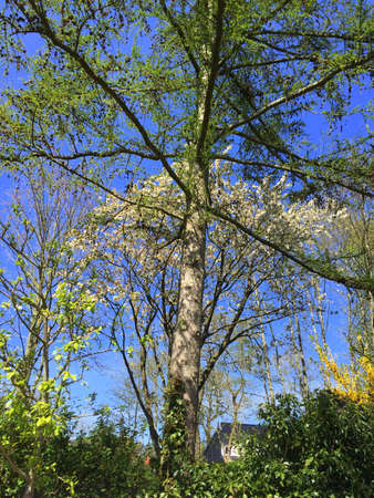 Trees against a beautiful skyの写真素材