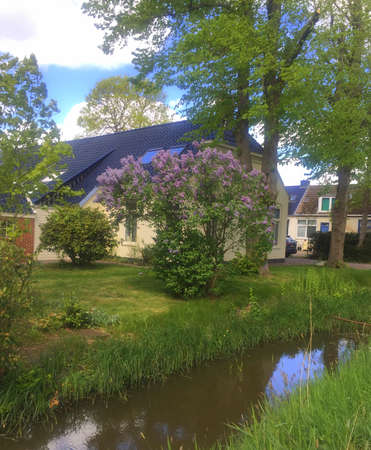 Groningen. May-05-2020. Lilac tree blooms at the farmhouse. the Netherlandsのeditorial素材