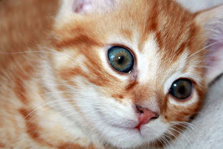 Young pussy curiously looks into the worldの写真素材