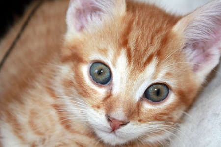 Kitten looks curiously at the photographerの写真素材