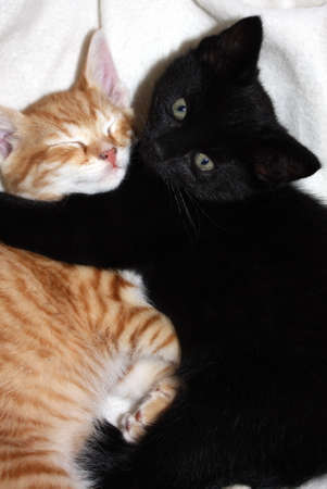 Two young black and orange kittens restingの写真素材