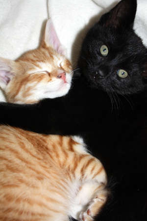 Two young black and orange kittens restingの写真素材