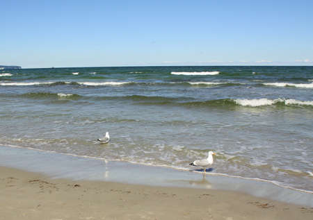 Seagull's walk on the beach of Ruegen. Germanyの写真素材